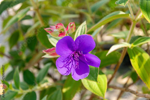 Tibouchina Urvilleana plant in Zurich in Switzerland 15.9.2025