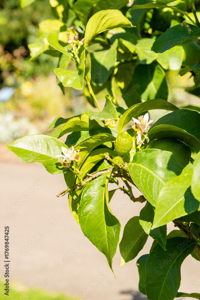 Obraz premium Citrus Limon plant in Zurich in Switzerland 15.9.2025
