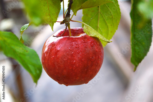 ripe, red apple on a tree branch in the garden. fruit growing. drops of water after rain flow down the skin of the fruit. proper nutrition and vitamins