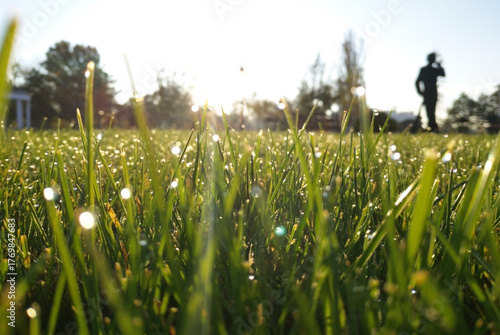 green grass with drops of morning dew in the rays of the rising sun. beauty in nature. drops of water sparkle in the sun like scattered pearls