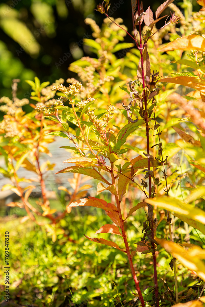 Obraz premium Scarlet monkey flower or Erythranthe Cardinalis plant in Zurich in Switzerland 15.9.2025