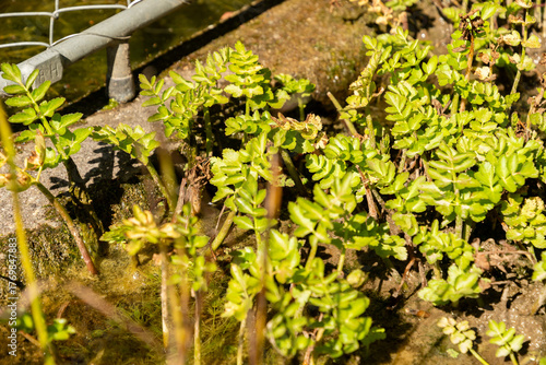 Water parsley or Oenanthe Sarmentosa plant in Zurich in Switzerland 15.9.2025