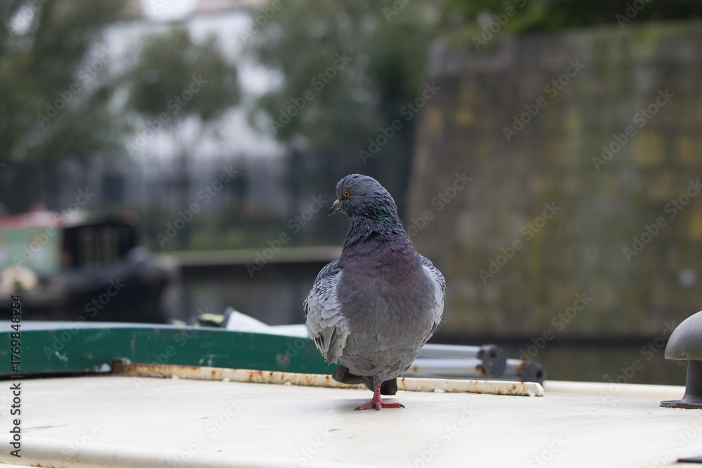 Fototapeta premium Pigeon standing on one leg.