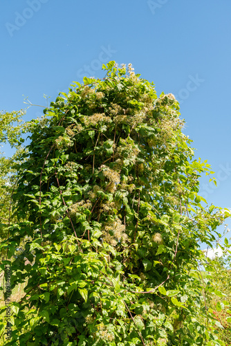 Old mans beard or Clematis Vitalba plant in Zurich in Switzerland 15.9.2025