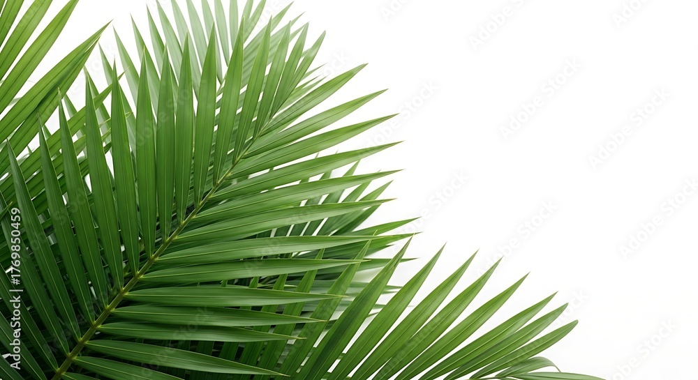 Obraz premium Illustration of palm fronds isolated on white background create a tropical, natural border