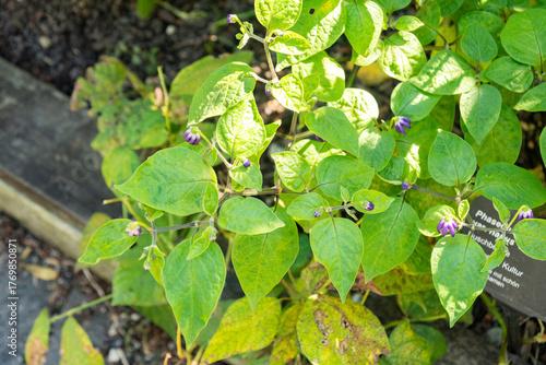 Common bean or Phaseolus Vulgaris var Nanus Ernies Big Eye plant in Zurich in Switzerland 15.9.2025