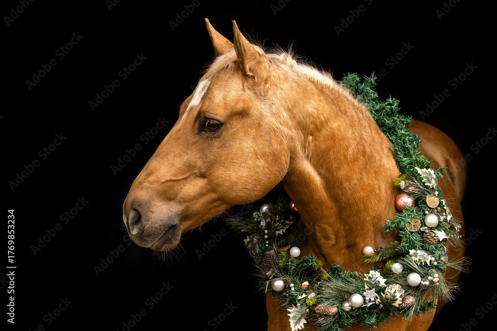 Obraz premium Elegant Palomino Quarter Horse gelding wearing a festive Christmas wreath made of green pine branches and ornaments, captured against a deep black background.
