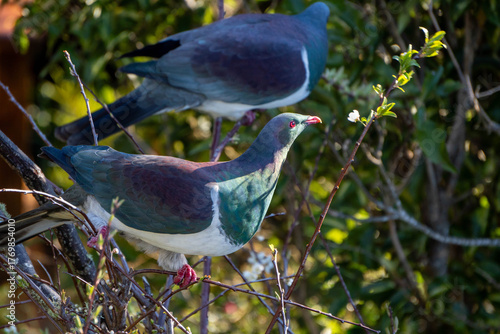 Kererū Perched in Tree