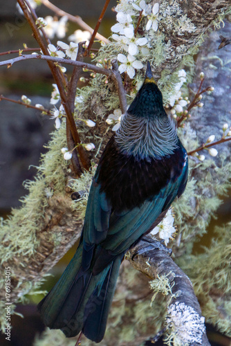 Tui Bird Perched in Tree