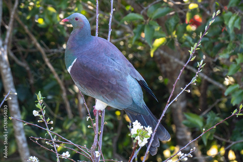 Kererū Perched in Tree