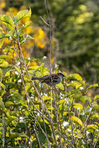 Sparrow Perched in Tree