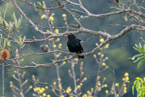 Blackbird Perched in Tree