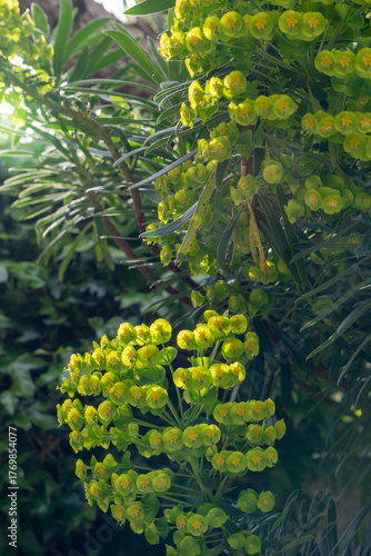 Leafy Spurge Green Flowers Blooming in Spring