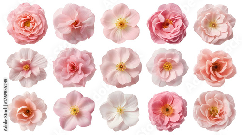 Collection of various pink flowers isolated on a transparent background 