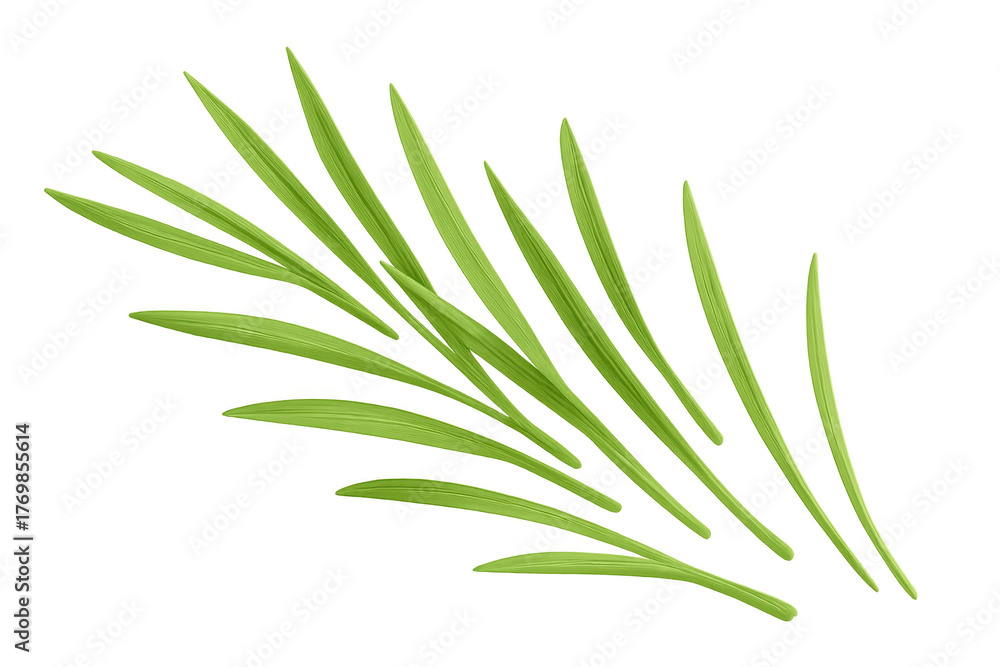 Fototapeta premium Fresh green grass blades floating, representing growth, freshness, and organic nature on a transparent background
