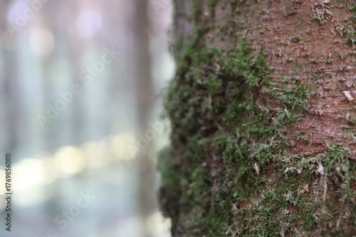 Mossy bark