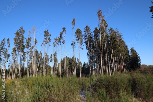 Tall pinetrees before the sky
