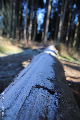 fallen tree frozen