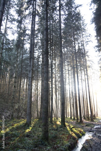 footpath in the woods