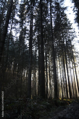 trees in the forest