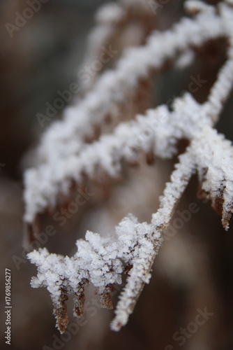 frozen pine branch