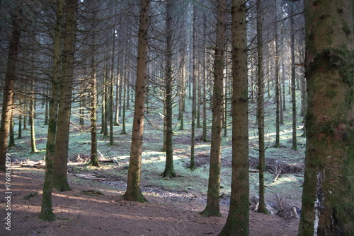 trees in the forest during winter