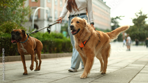 Woman walking two dogs on leash in city