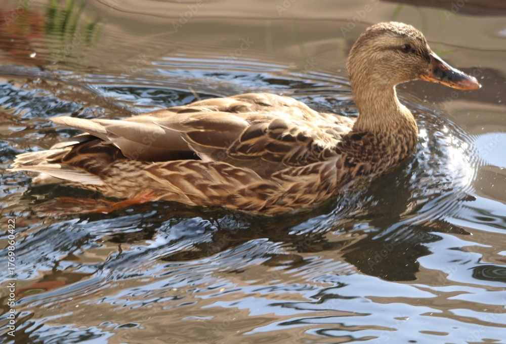 Fototapeta premium Duck Pond