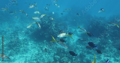 A recovering coral reef with schools of fish, as viewed by snorkeling in slow motion.  Atlantic Tang and Yellowtail Snappers are prevalent in the video.
