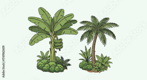 Tropical island plant biodiversity illustration with banana and palm trees