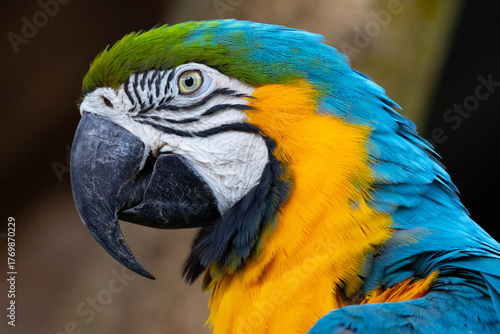 blue and gold macaw close up in profile