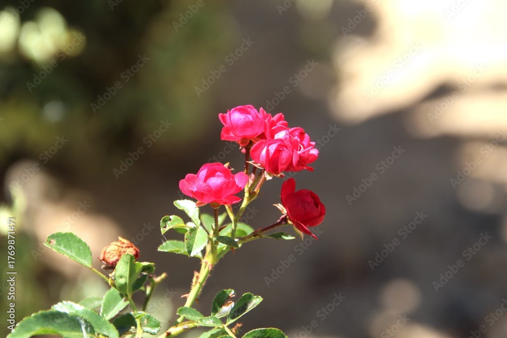 Obraz premium planta flor rosa – Rosa spp. 