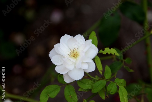 planta flor rosa – Rosa spp.  