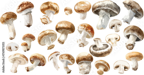 Watercolor Button Mushroom Clipart