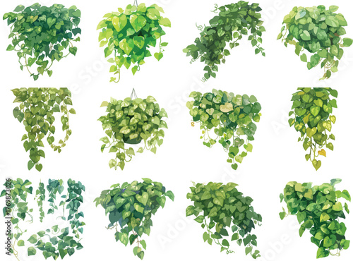 Watercolor Hanging Vines Clipart