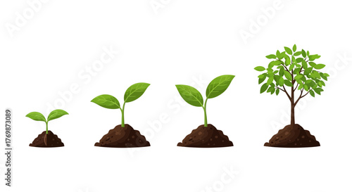 Illustration of a plant growing in stages, from a small seedling to a young tree, showing growth progression.