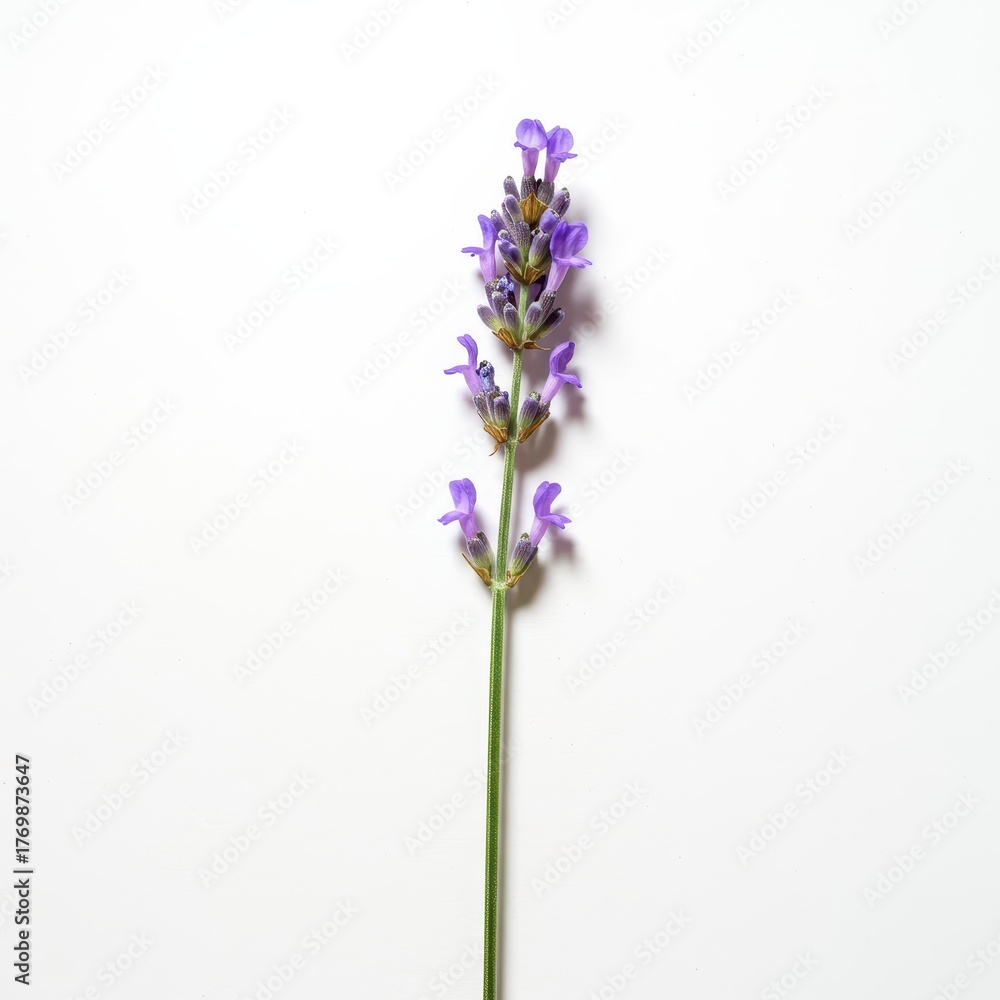 Obraz premium A single cluster of fresh, aromatic lavender flowers displayed against a pure white background, emphasizing natural beauty and vibrant purple hues ,copy space ,summer ,colorful