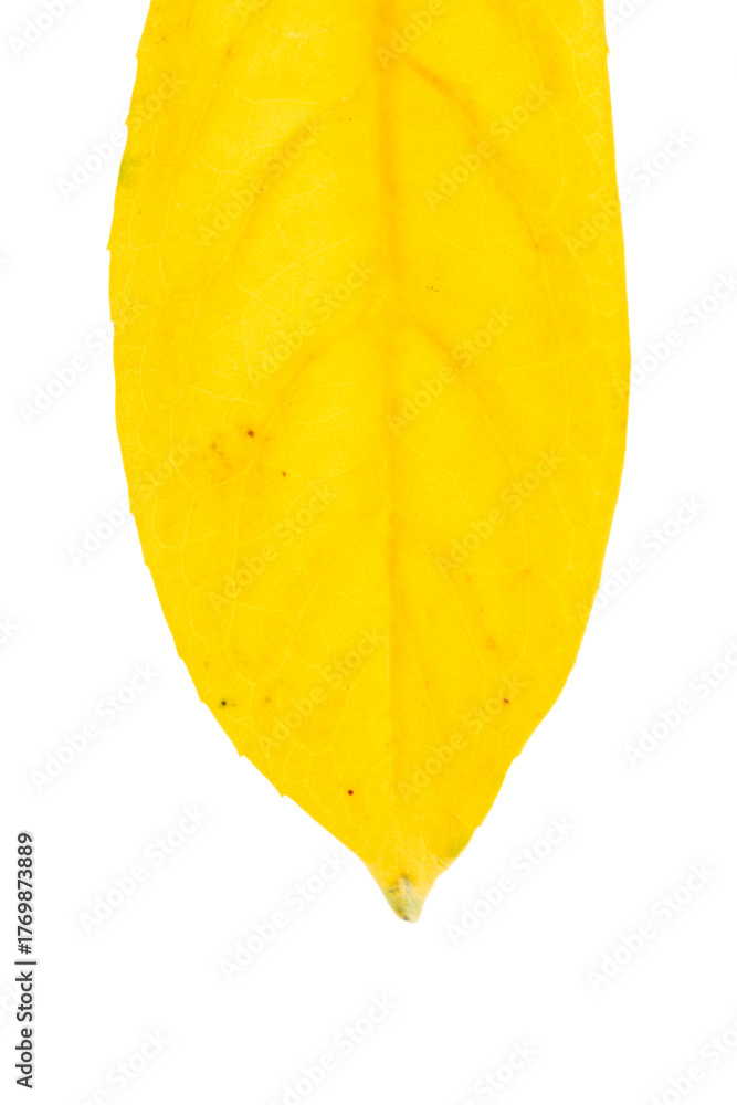 Naklejka premium A yellow leaf is shown on a white background