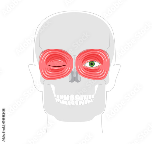 Orbicularis oculi palpebral orbital part - Eye muscle section gently closing eyelids during blinking, depicted in anatomy diagram, essential for medical study and eye protection education.