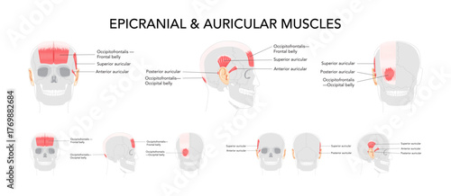 Set of Head side and front muscle chart, occipitofrontalis labeled, auricular muscles superior anterior posterior, anatomical illustration, science reference, educational diagram for cranial region