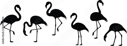 Fotografija Flamingo silhouettes, black and white line drawing, elegant bird poses, minimali