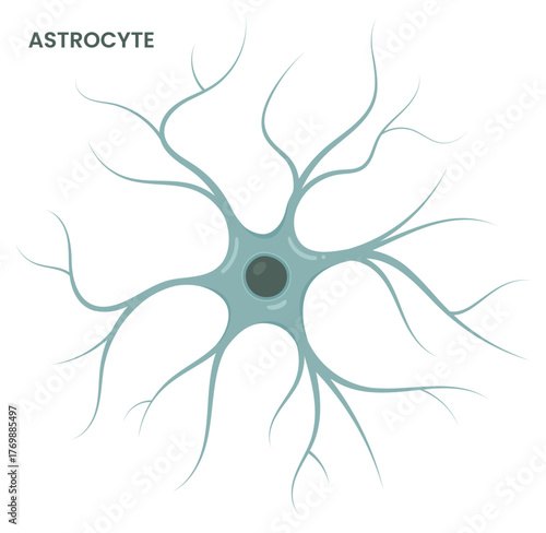 Vector illustration of an astrocyte, a type of glial cell in the brain. Neuroglia