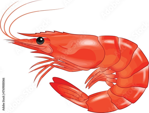 Vibrant red shrimp seafood illustration isolated ocean protein healthy food ingredient culinary delight vector