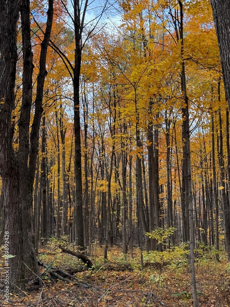 Obraz premium October colours in Quebec, Canada