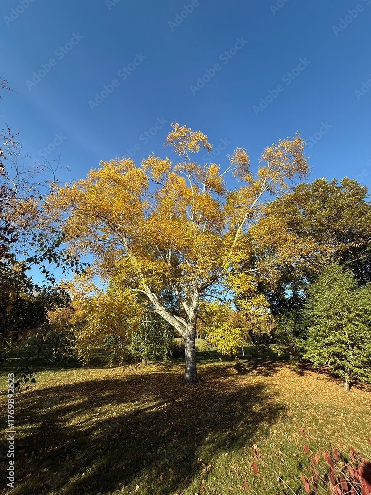 Fototapeta premium October colours in Quebec, Canada