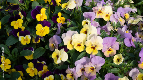 Pastel and yellow pansy flowers blooming in summer garden