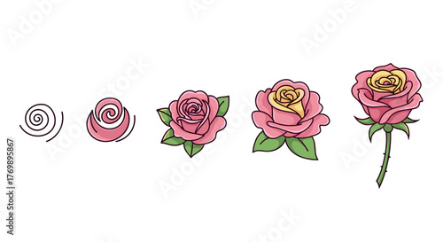 Vector cartoon illustration of a rose's life cycle, from a simple spiral to a fully bloomed pink and yellow flower with green leaves and stem, presented in a sequential, ordered set against a clean