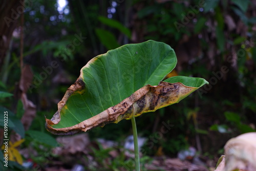 Taro leaves that are wilted and curled