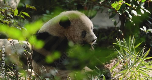 One giant panda eating bamboo tree leaves in the nature
