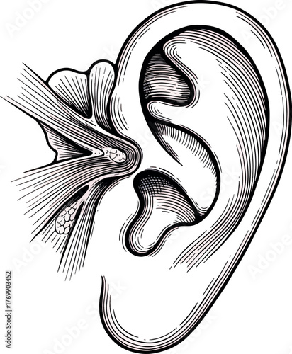 Medical Illustration of Human Ear in Black and White Line Art Style for Anatomy Education